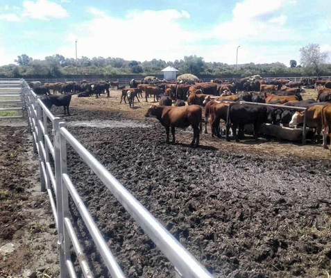 Viehbestand-Zaun-Platten des Zink-Beschichtungs-Stahl-1.6m geschweißt für Bauernhof