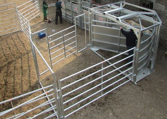 Vierkantrohr geschweißter Viehbestand-Zaun Panels For Cattle