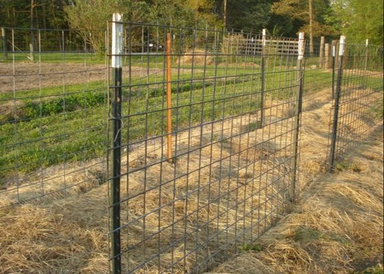 Beschichtete verziertes T Posten-Stahlgrün des Bauernhof-Zaun-8ft 1.25lb